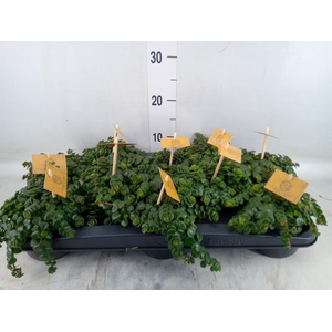 Sedum makinoi 'Kosmosje'