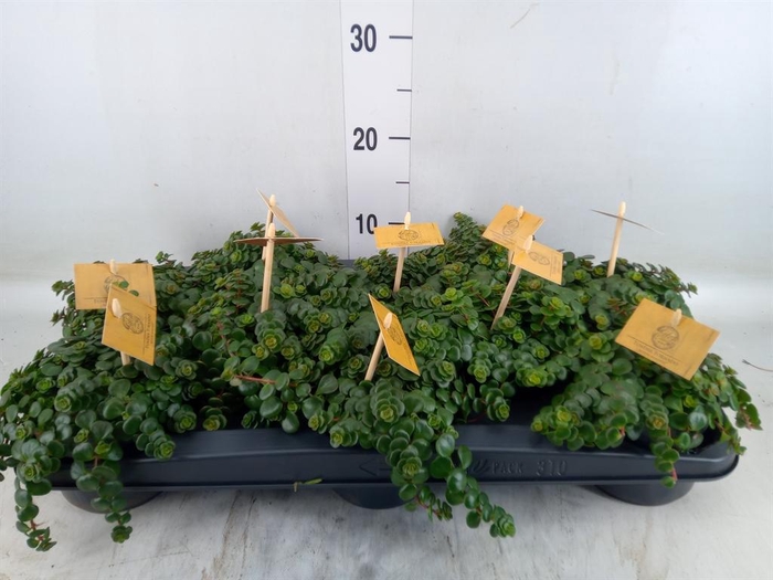 <h4>Sedum makinoi 'Kosmosje'</h4>