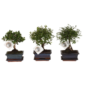 Bonsai Gemengd Keramiek