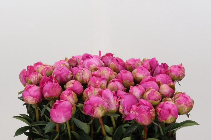 Paeonia Glory Hallelujah