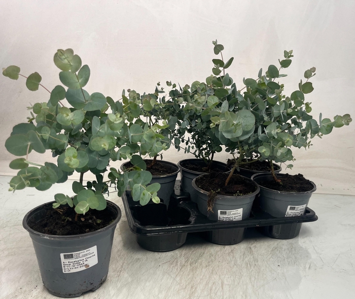 <h4>EUCAL GUNNII</h4>