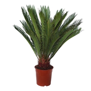 CYCAS REVOLUTA