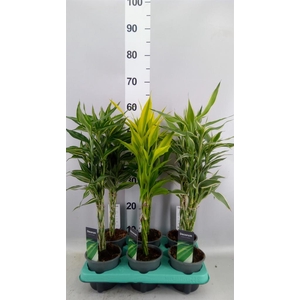 Dracaena sand.   ...mix 3