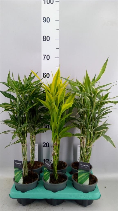 <h4>Dracaena sand. ...mix 3</h4>