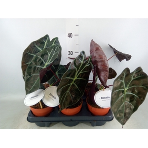 Alocasia   ...