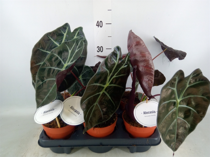 <h4>Alocasia   ...</h4>