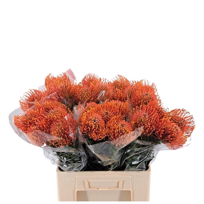 <h4>Leucospermum Ay Mandarin Zest</h4>