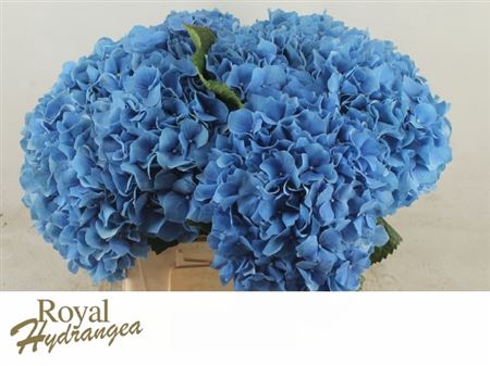 <h4>Hyd A Pimpernel Blauw 40cm</h4>