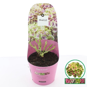 Hydrangea macr. Magical® 'Jewel'® Roze C2 (17cm.) Potcover