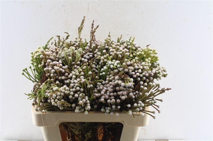 <h4>Kaaps Spray Brunia</h4>