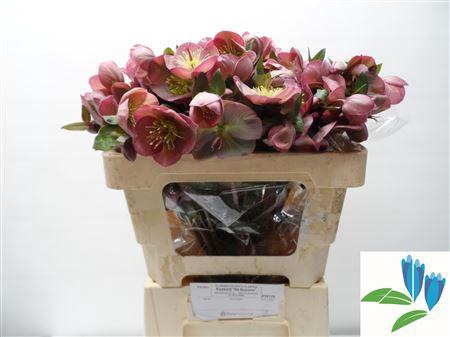 <h4>HELL FRK PENNYS PINK</h4>