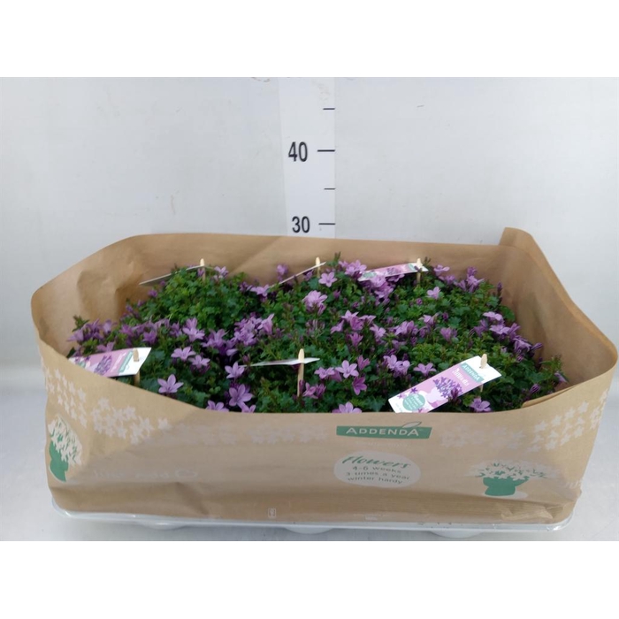 <h4>Campanula  'Ambella Pink'</h4>