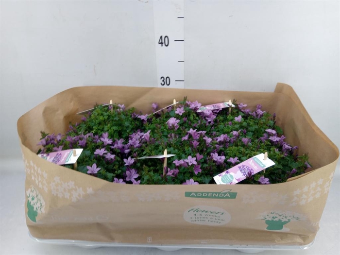 Campanula  'Ambella Pink'