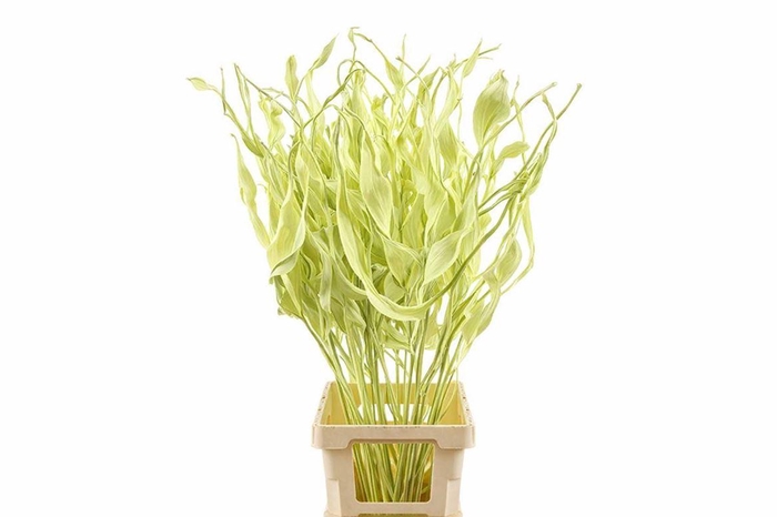 <h4>Dried Strelitziablad Creme P Stem</h4>