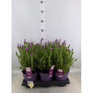 Lavandula stoec. 'Anouk'