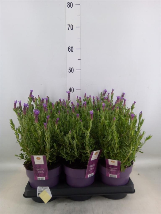 <h4>Lavandula stoec. 'Anouk'</h4>