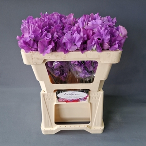 LATHYR WI SUNS MAUVE