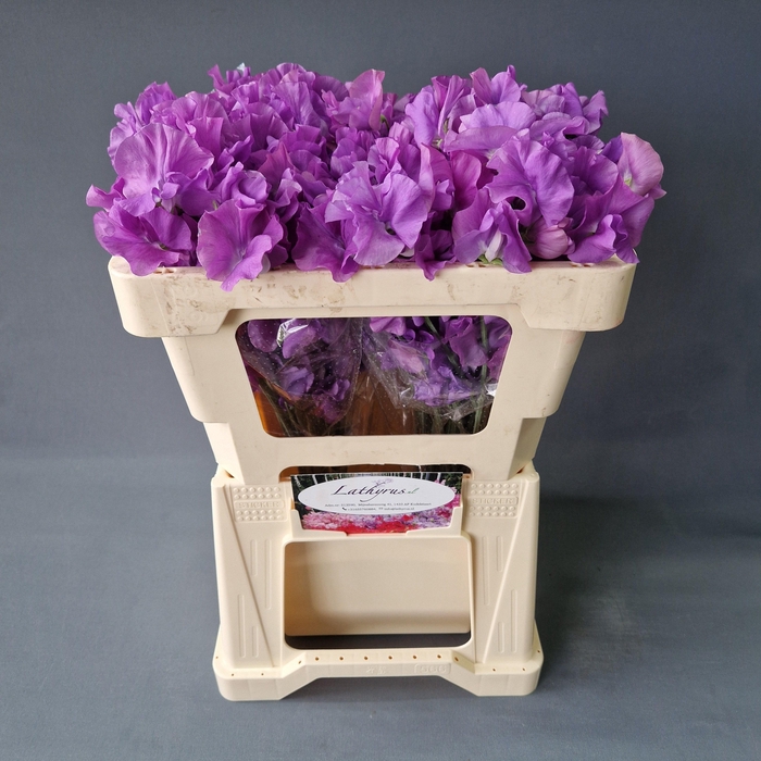 <h4>LATHYR WI SUNS MAUVE</h4>