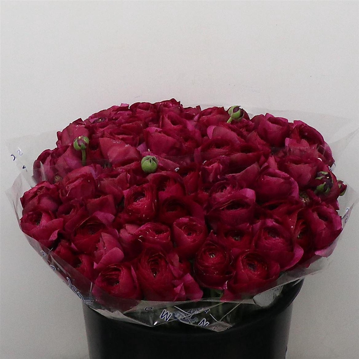 <h4>Ran Su Sr Sherry Purple Super</h4>