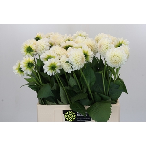 Dahlia Boom Boom White