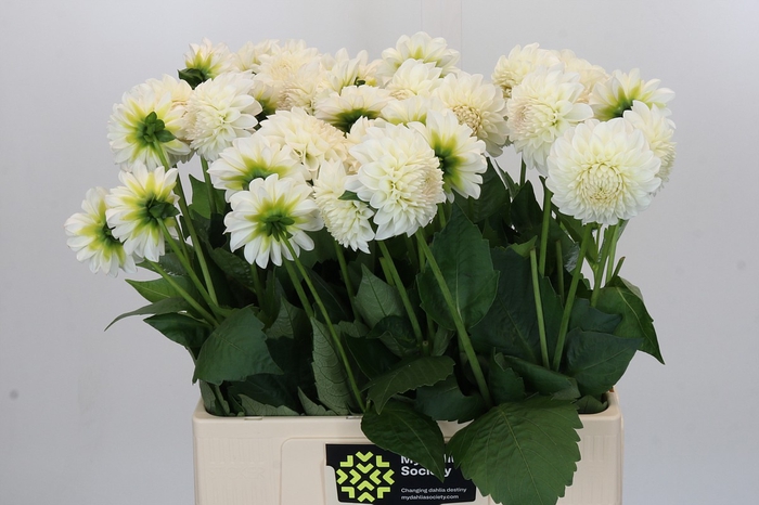 Dahlia Boom Boom White