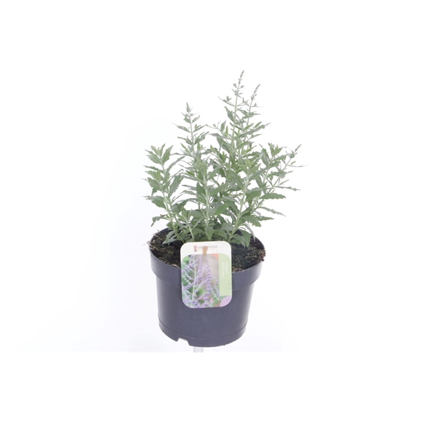 <h4>Perovskia atriplicifolia Bluesette</h4>