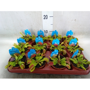 Dionaea muscipula