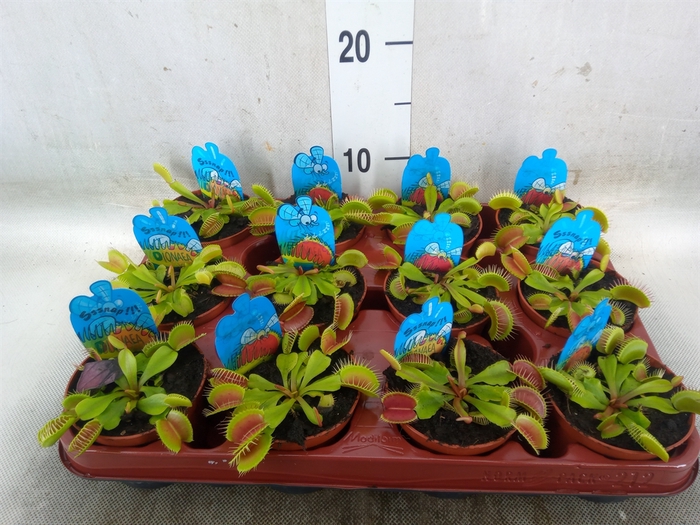 <h4>Dionaea muscipula</h4>