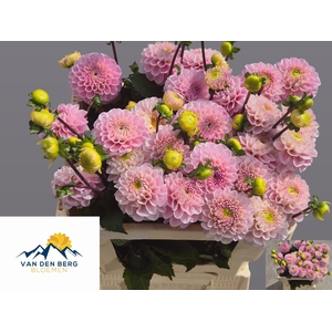 Dahlia Ball Wizzard Of Oz Berg
