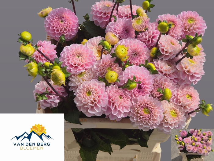 <h4>Dahlia Ball Wizzard Of Oz Berg</h4>
