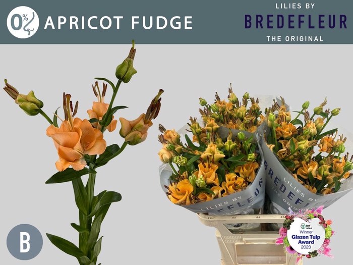 <h4>LI LA APRICOT FUDGE 3+</h4>
