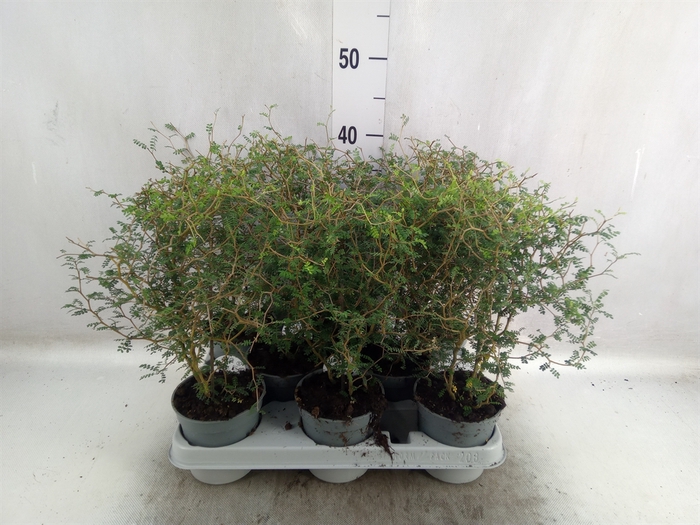 <h4>Sophora prostrata 'Little Baby'</h4>