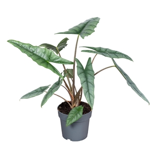 Alocasia Heterophylla 14cm