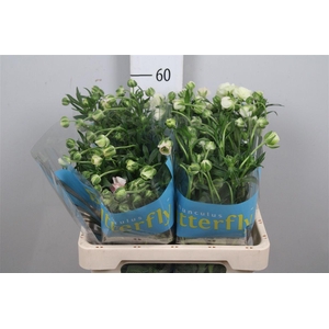 Ran Butterfly Ariadne