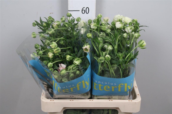 <h4>Ran Butterfly Ariadne</h4>