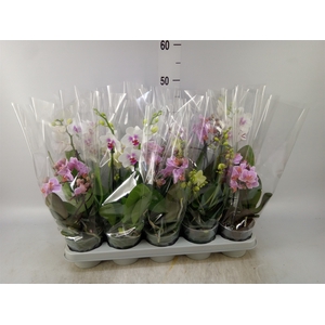 Phalaenopsis multi.   ...mix