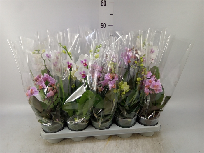 <h4>Phalaenopsis multi.   ...mix</h4>