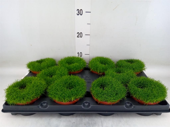 <h4>Sagina subulata</h4>