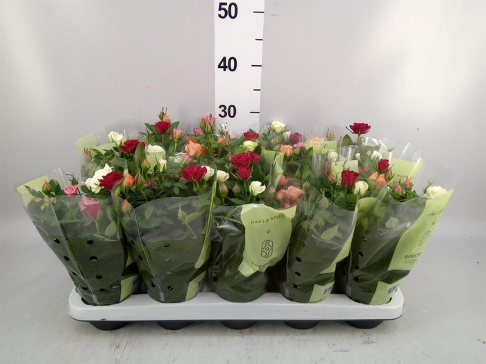 <h4>Rosa  'Kordana'   ...mix op pot</h4>