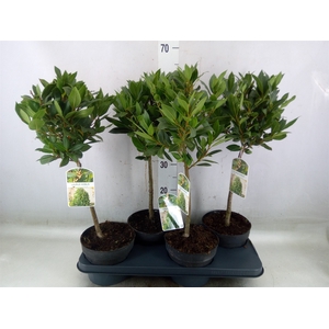 Laurus nobilis