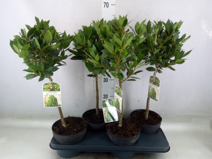 <h4>Laurus nobilis</h4>