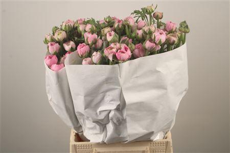 <h4>Ran El. Pink Ex</h4>