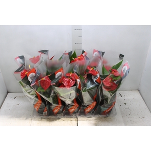 ANTHURIUM ESUDO P12