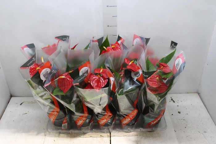 ANTHURIUM ESUDO P12