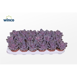 Echeveria Metallica Pearl