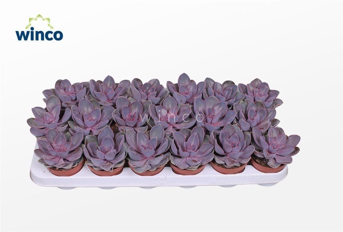 Echeveria Metallica Pearl