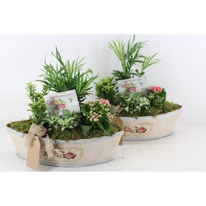 arr2 TD - Rozen boot - roze