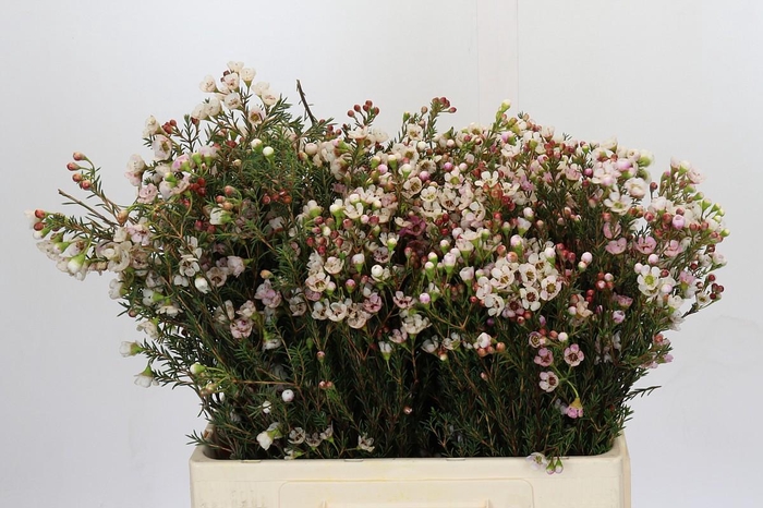 <h4>Chamelaucium Ella</h4>