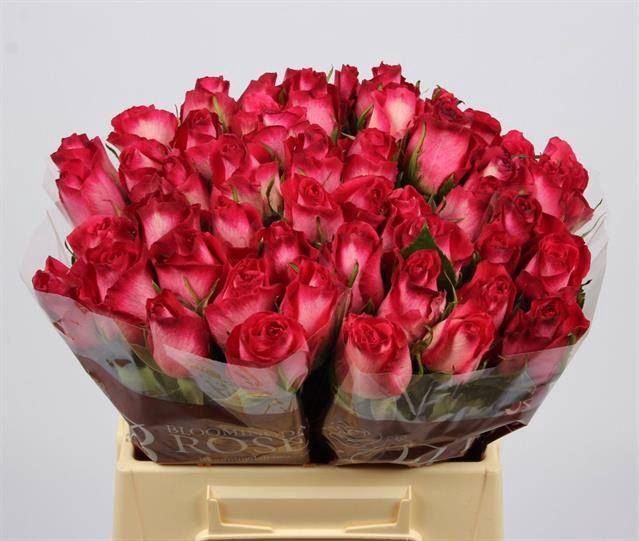 <h4>Rs Nicoletta</h4>