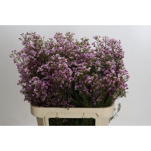 Chamelaucium Early Nir